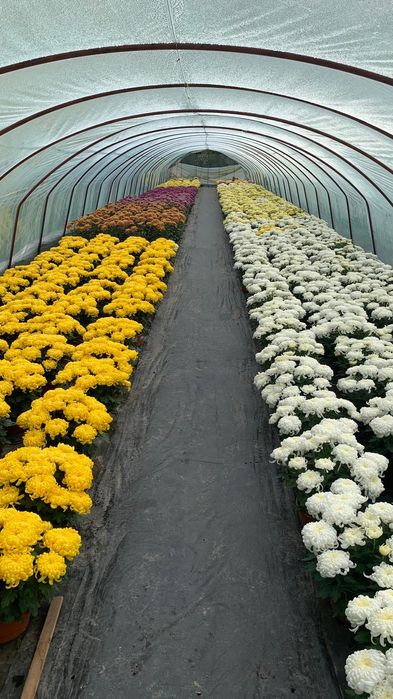 Tanio Chryzantemy Najładniejsze Atrakcyjne Ceny