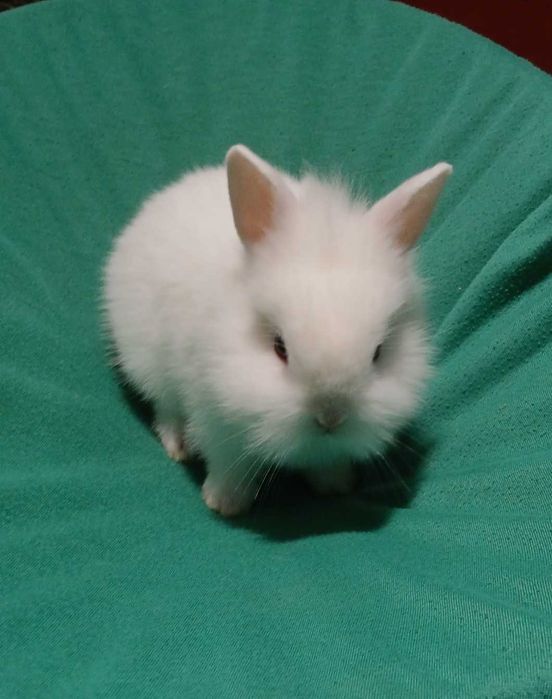 Декоративний кролик,  карликовий кролик