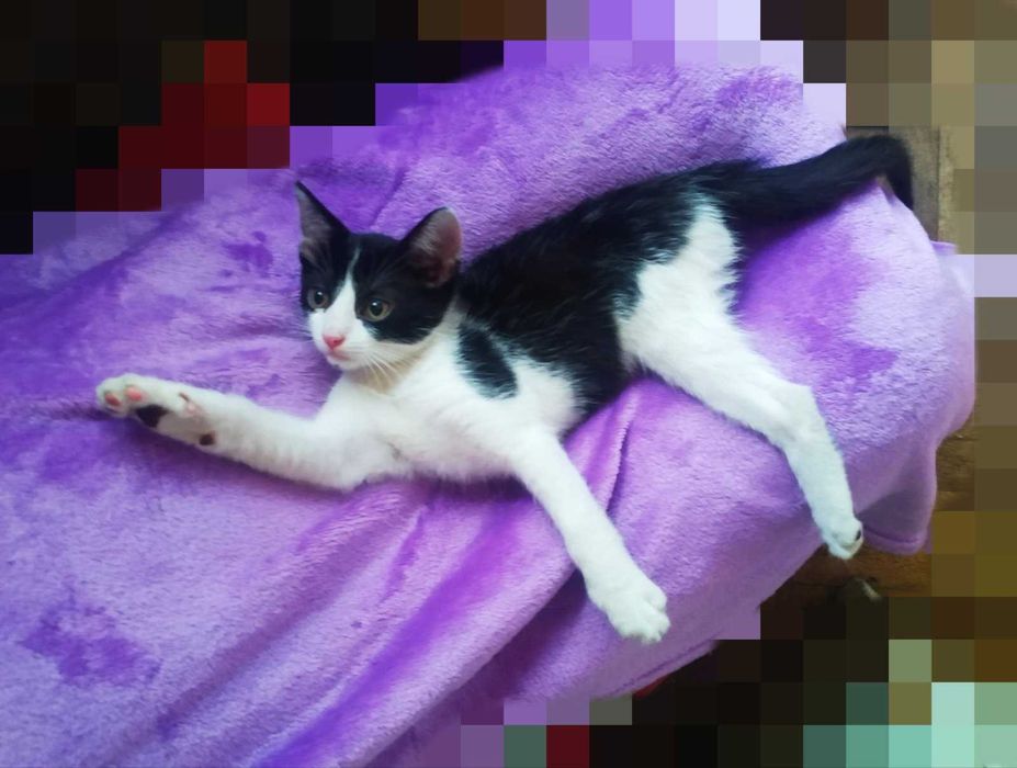 Кумедний хлопчик кошеня 5 міс. в добрі руки!