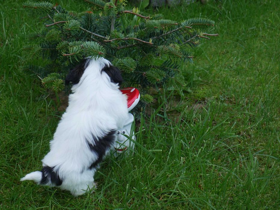 SHIH TZU - suczka