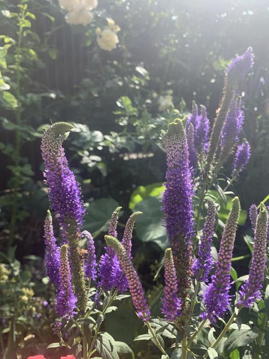 Багаторічні рослини для природнього саду