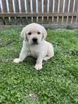 Labrador Retriever FCI - szczeniak piesek