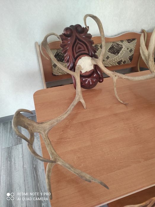 Продам роги оленя та лося.