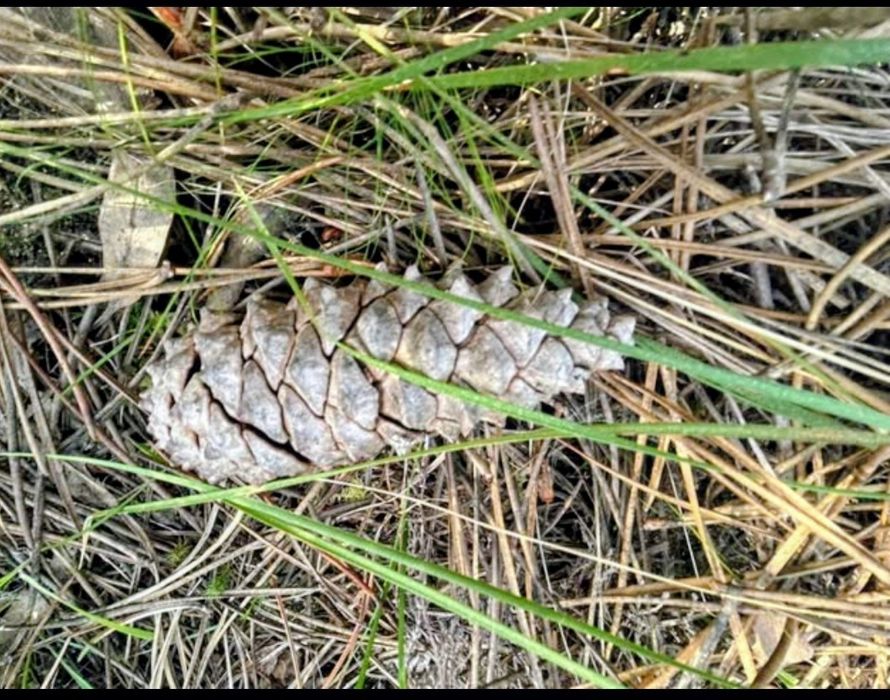 Pinhal para venda 30.000€