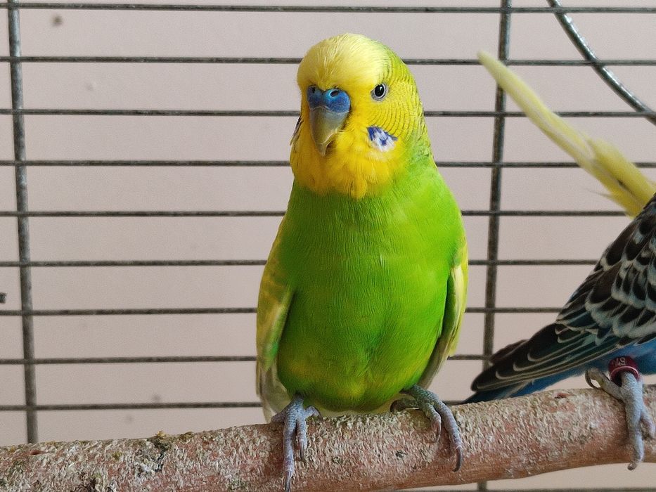 Sprzedam Papugi faliste.