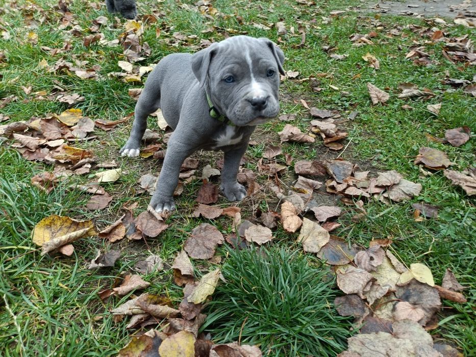 American PitBull Terrier