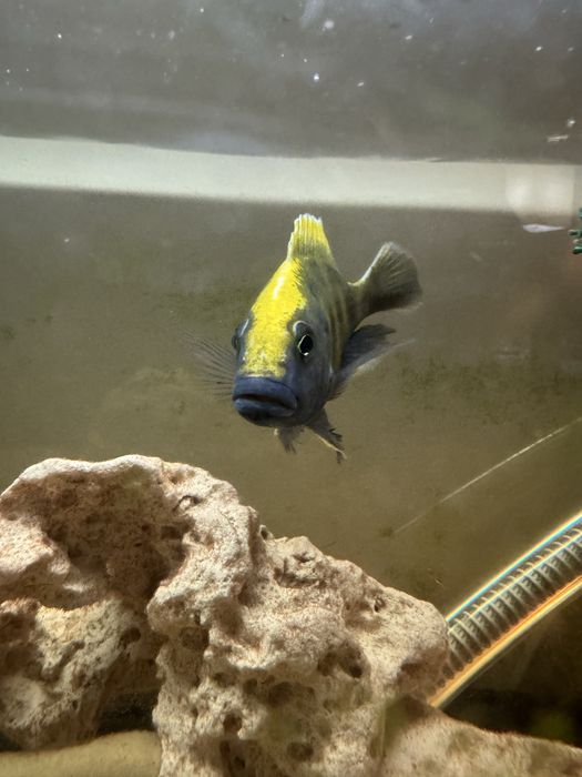 Ciclideo venustus - troco