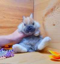 Карликовые мини кролики,міні декоративні, декоративные кролики,кроленя