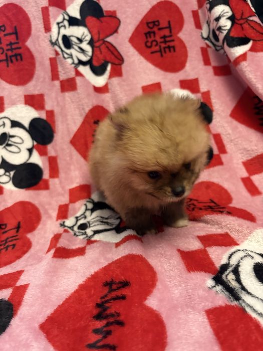 Pomeranian XXS piesek do odbioru