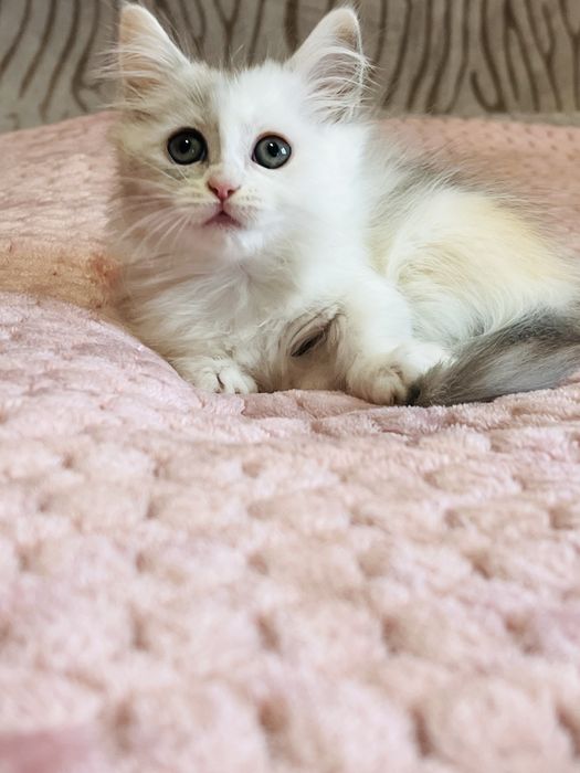 Munchkin kociaki krótkie łapki !!! PZF/WCF