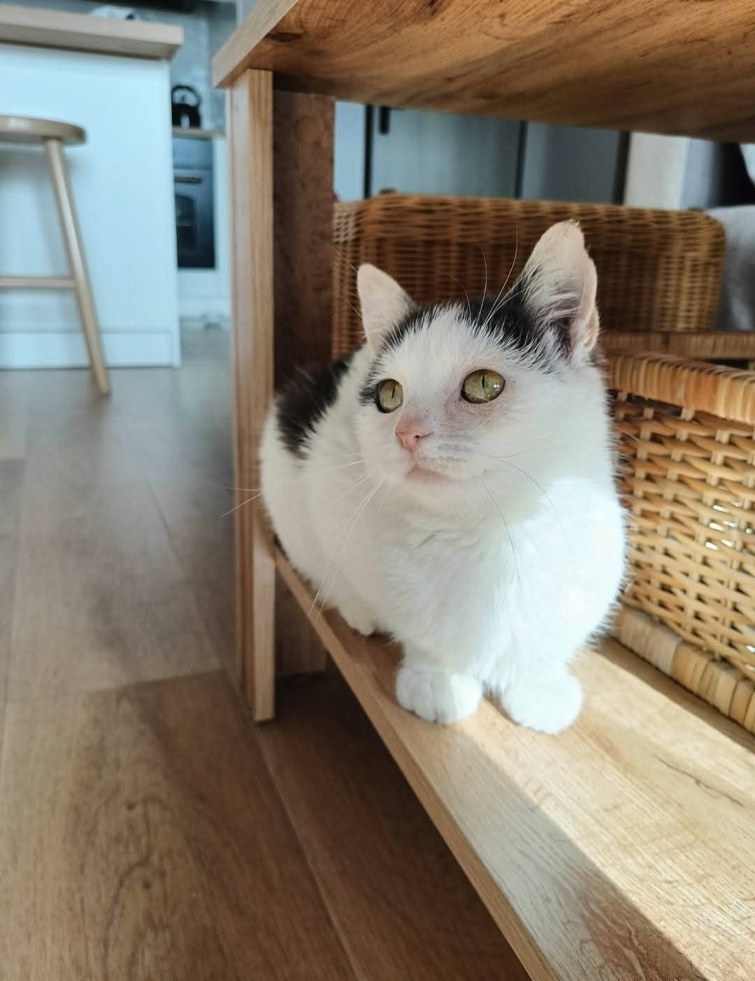 Toska do adopcji