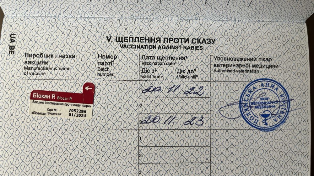 Чихуахуа, длинношерстный. 2 года. Вязка.