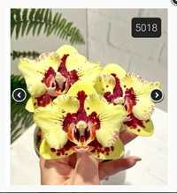 Орхидея фаленопсис - малыш красивой бабочки, сорт 5018-1,7 д., мох,