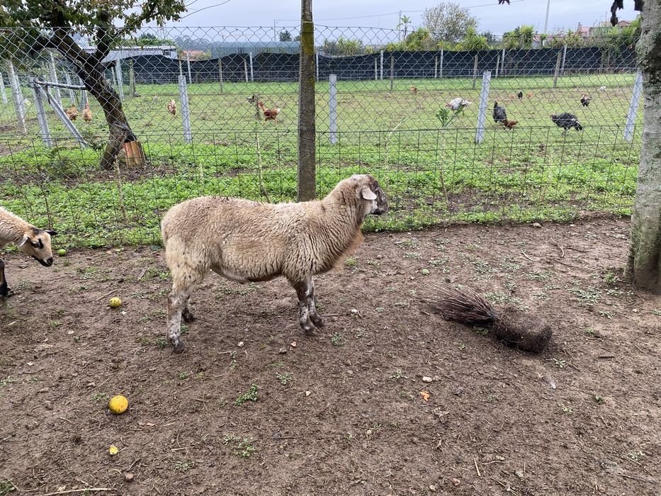 Ovelhas macho e femeia