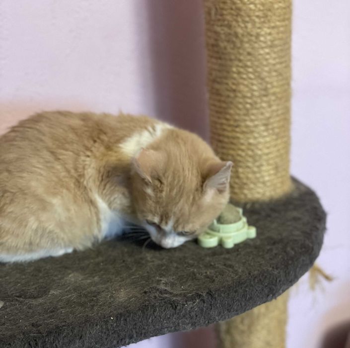 Риженька киця, вік 4 міс