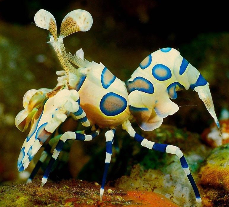 Hymenocera elegans na asteriny