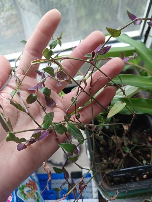 Каллизия,рео,традесканция срез