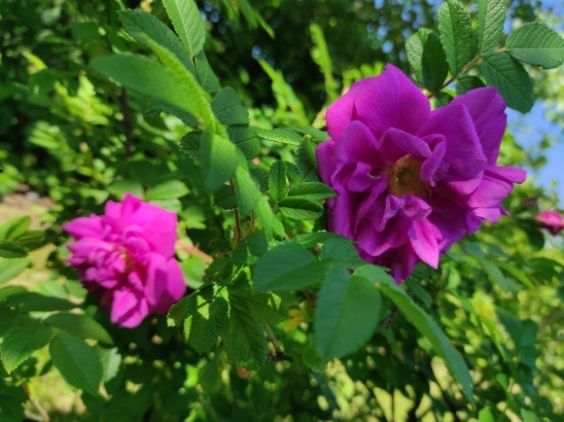 Konfitura z płatków róży jadalnej.360 gr.