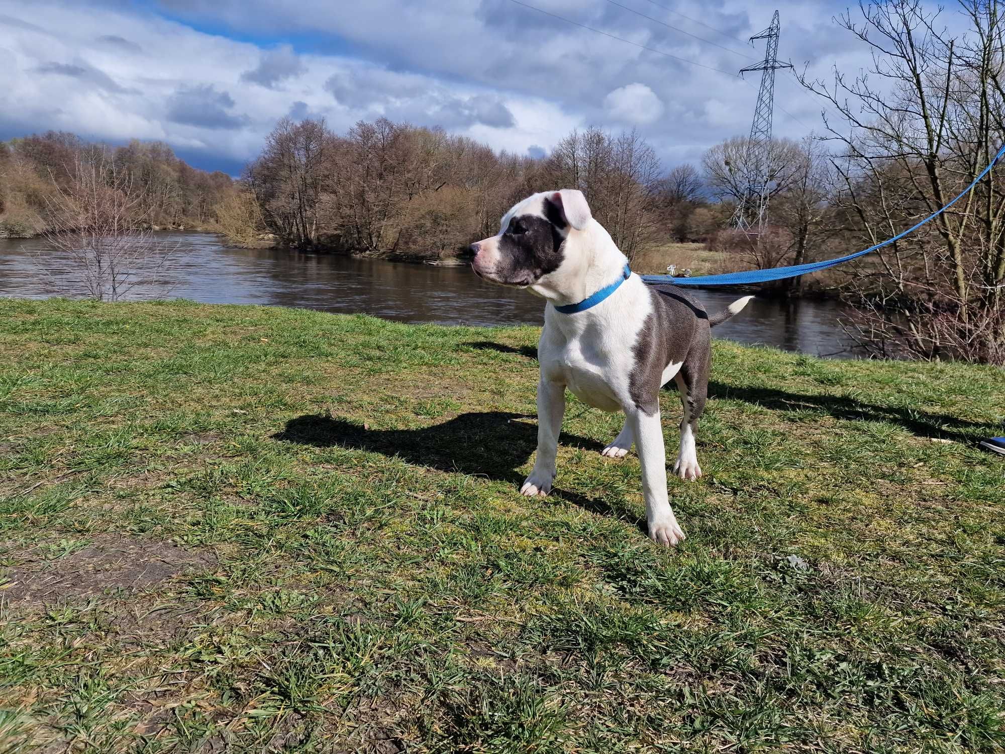 American Staffordshire Terrier Amstaff Blue ZKWP FCI