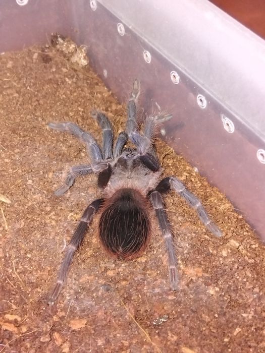 Lasiocyano (pterinopelma) Sazimaii 4dc