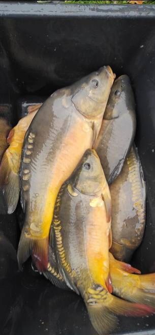 Karp Zarybieniowy na Łowisko 1, 5 - 3 kg