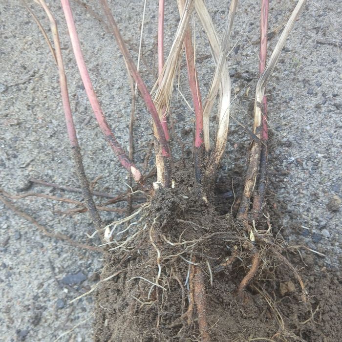 Piwonia różowa obficie kwitnaca i pachnącą -  karpa