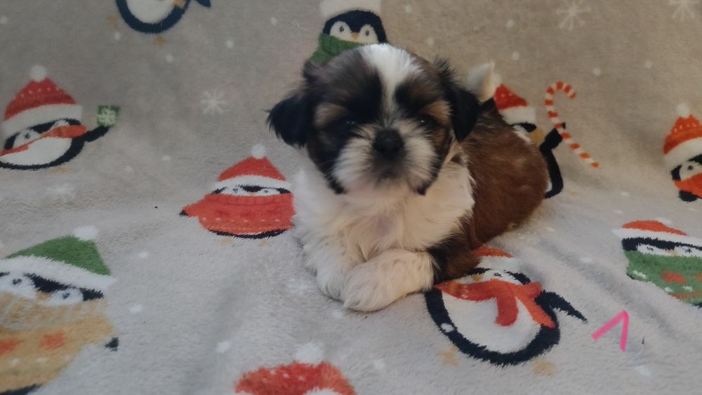 Shih Tzu czeka na nowy dom