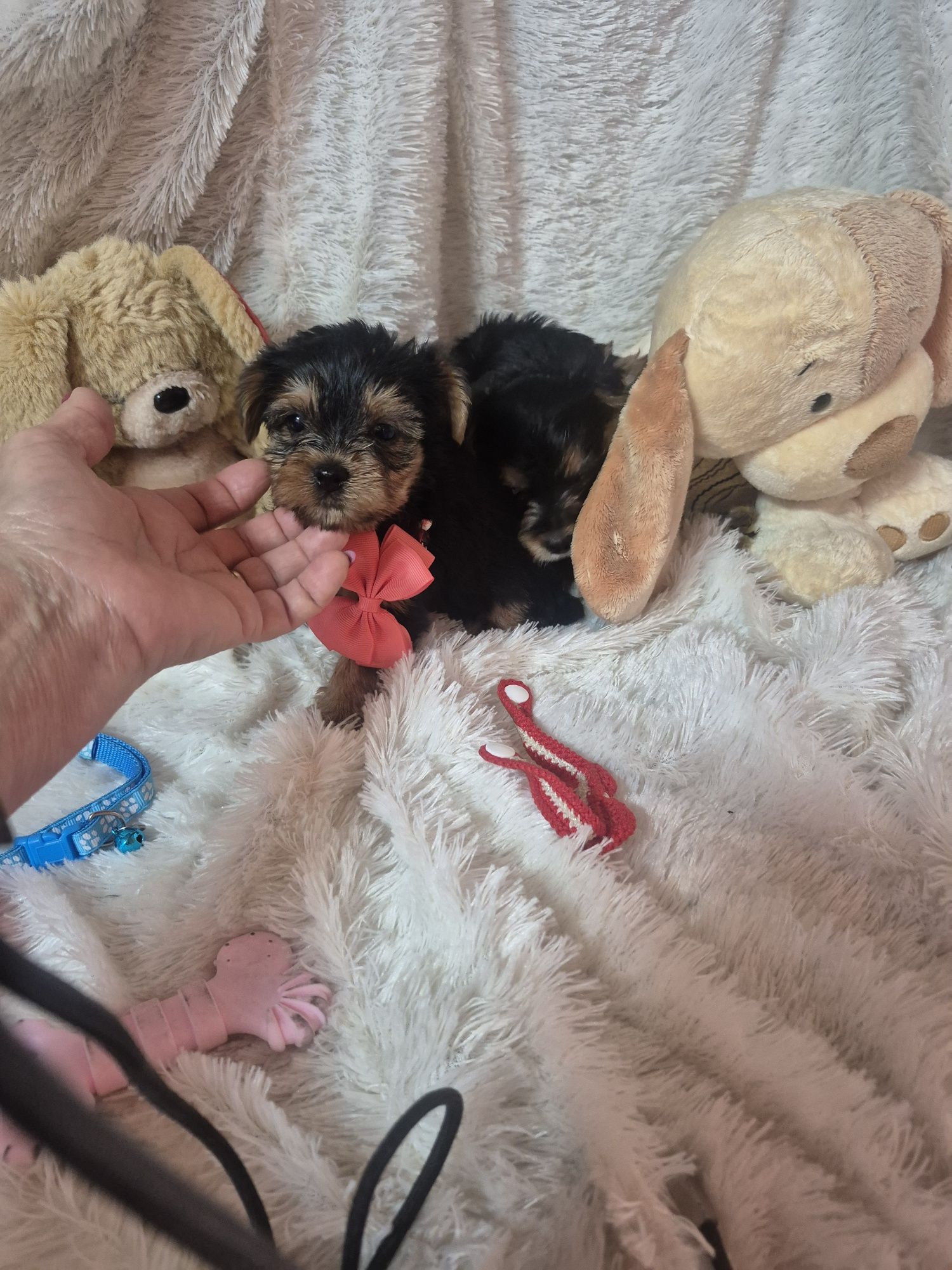 Yorkshire Terrier Fêmea Criadora Registada PT 3088FL