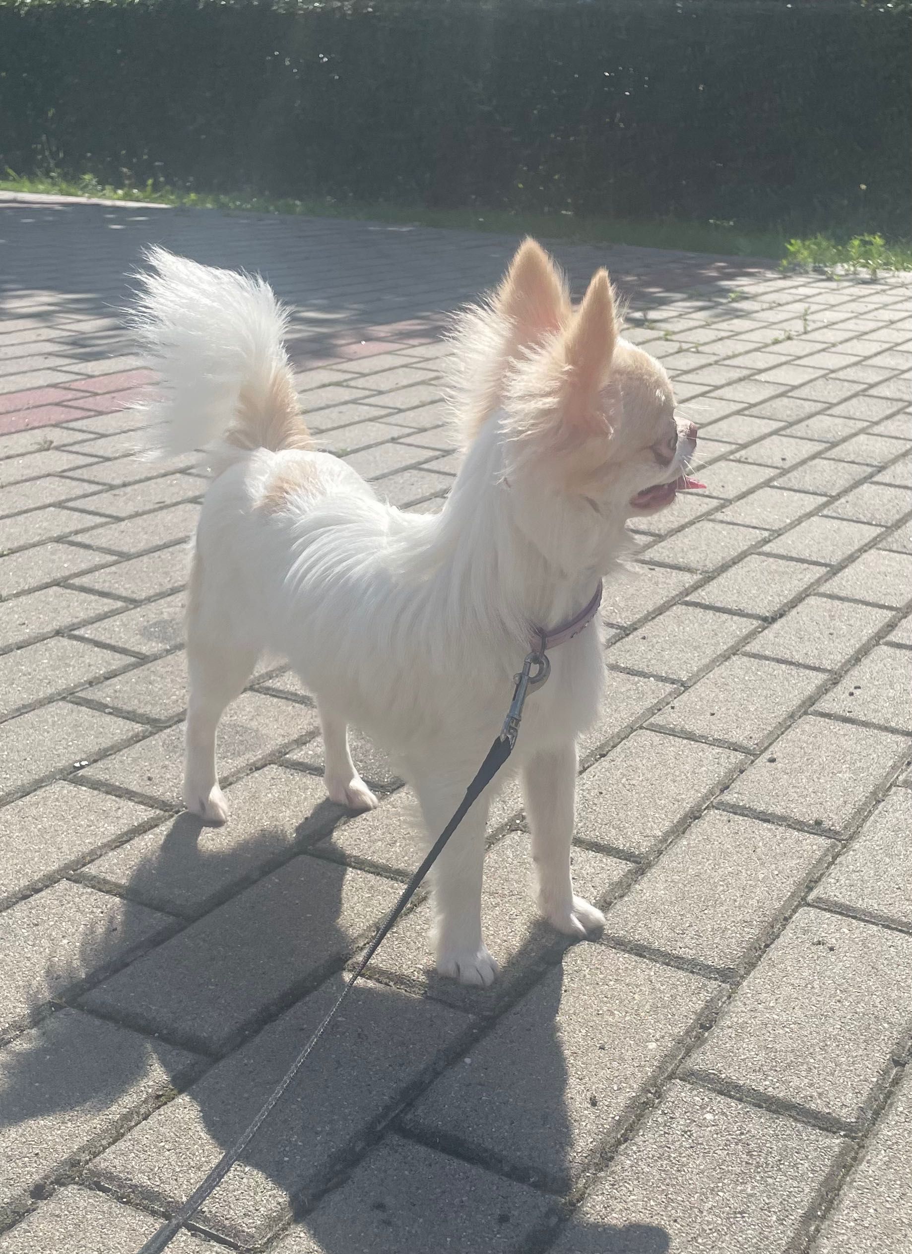 Śliczny malutki - Chihuahua długowłosy ZKwP