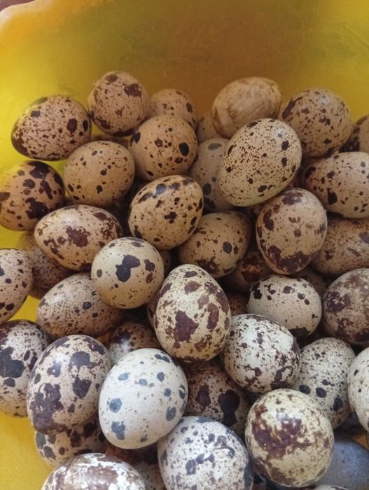 Інкубаційне яйце