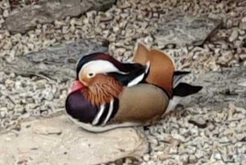 Patos  gansos perus galinhas garnizas