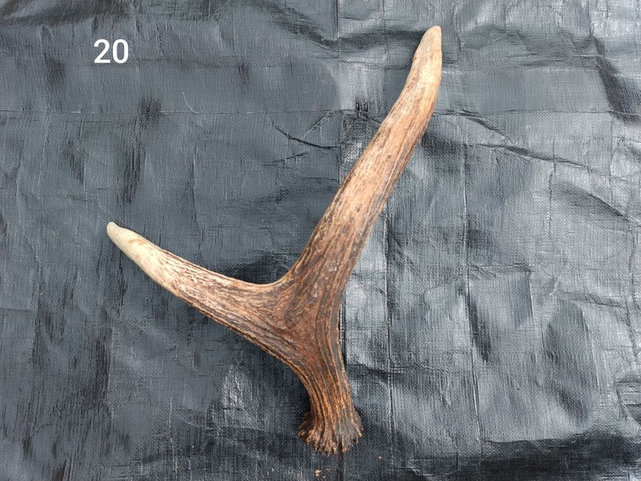 Sprzedam poroże łosia, jelenia, parostki koziołka