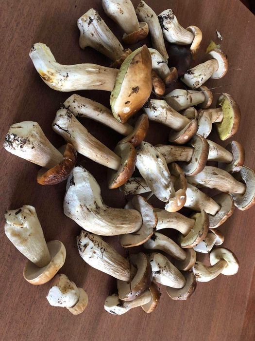 Wynajmę dom ze światłowodem na okres jesienno- zimowy . Lubuskie