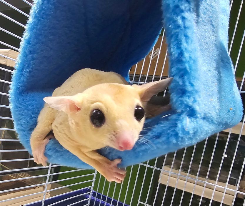 Lotopałanka karłowata, leucistik, śliczne śnieżki, białe pyłki Komplet