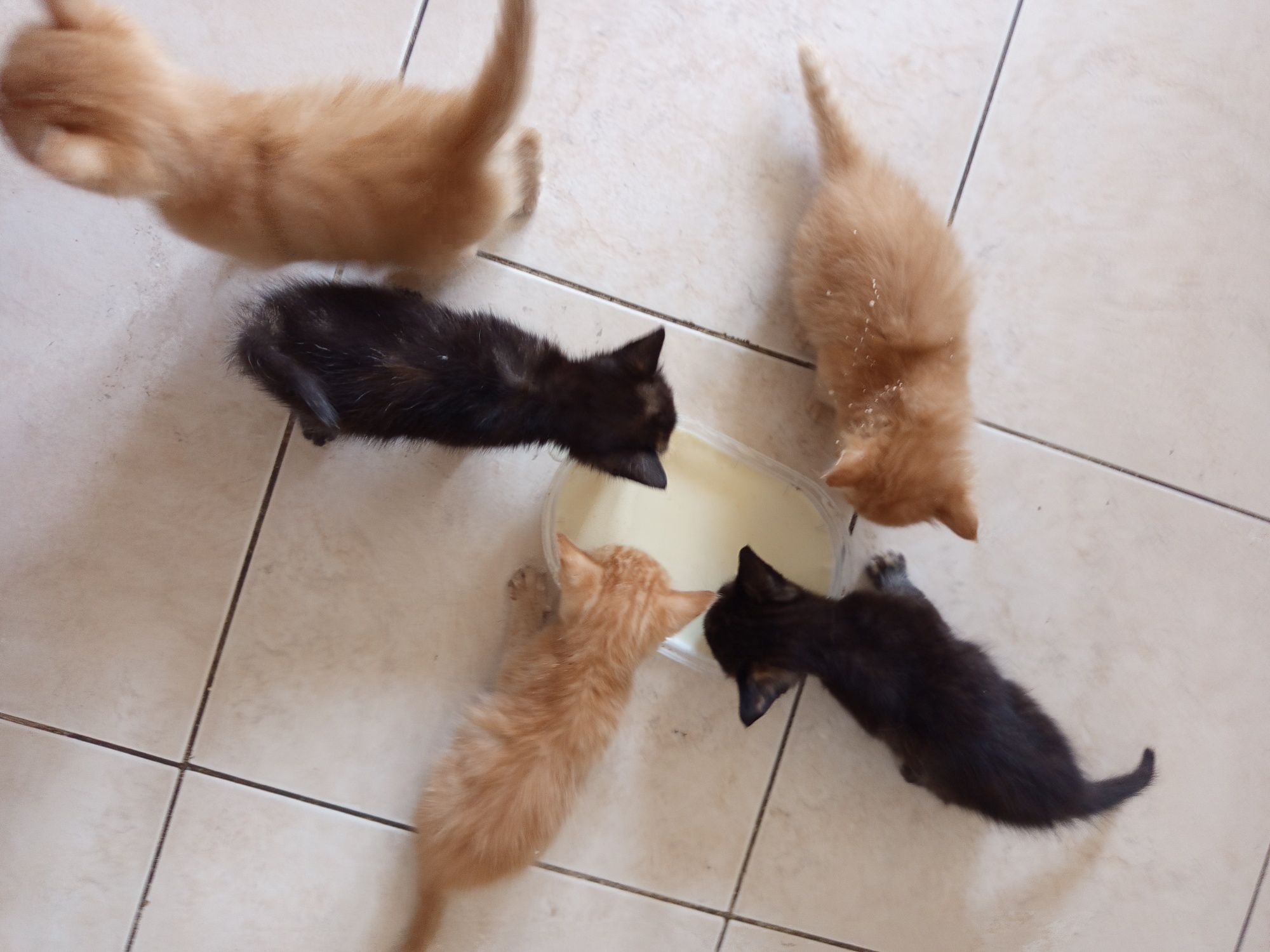 Gatos para adoção