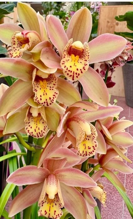 Персиковый цимбидиум