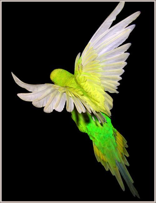 Продам Волнистые попугаи яркие окрасы, домашнего разведения. оптом