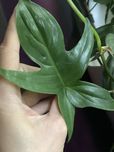 philodendron florida - bardzo duża roślina