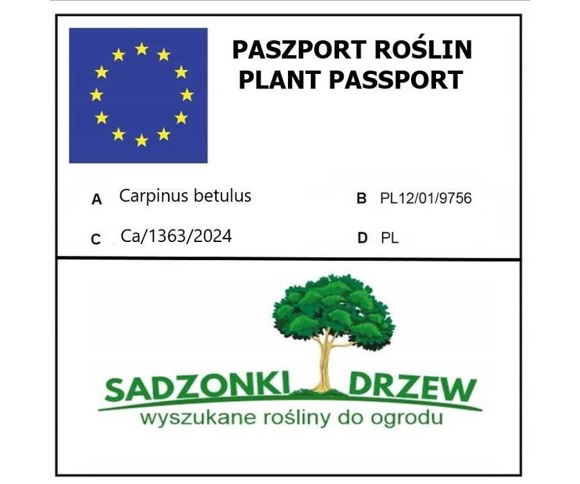 Grab pospolity do formowania żywopłot sadzonki duże 120-150 cm