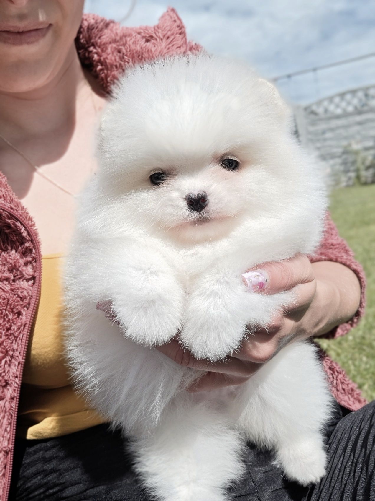 Szpic miniaturowy Pomeranian BOO ZKwP