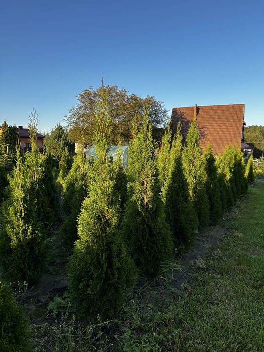 Thuja szmaragd 100-150 cm