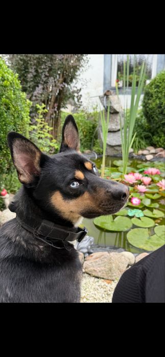 Wesoły energiczny piesek szuka kochającego domu