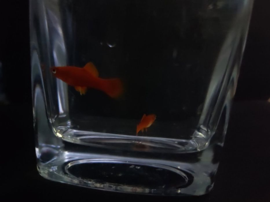 Sprzedam ryby- mieczyki razbory klinowe i neonki