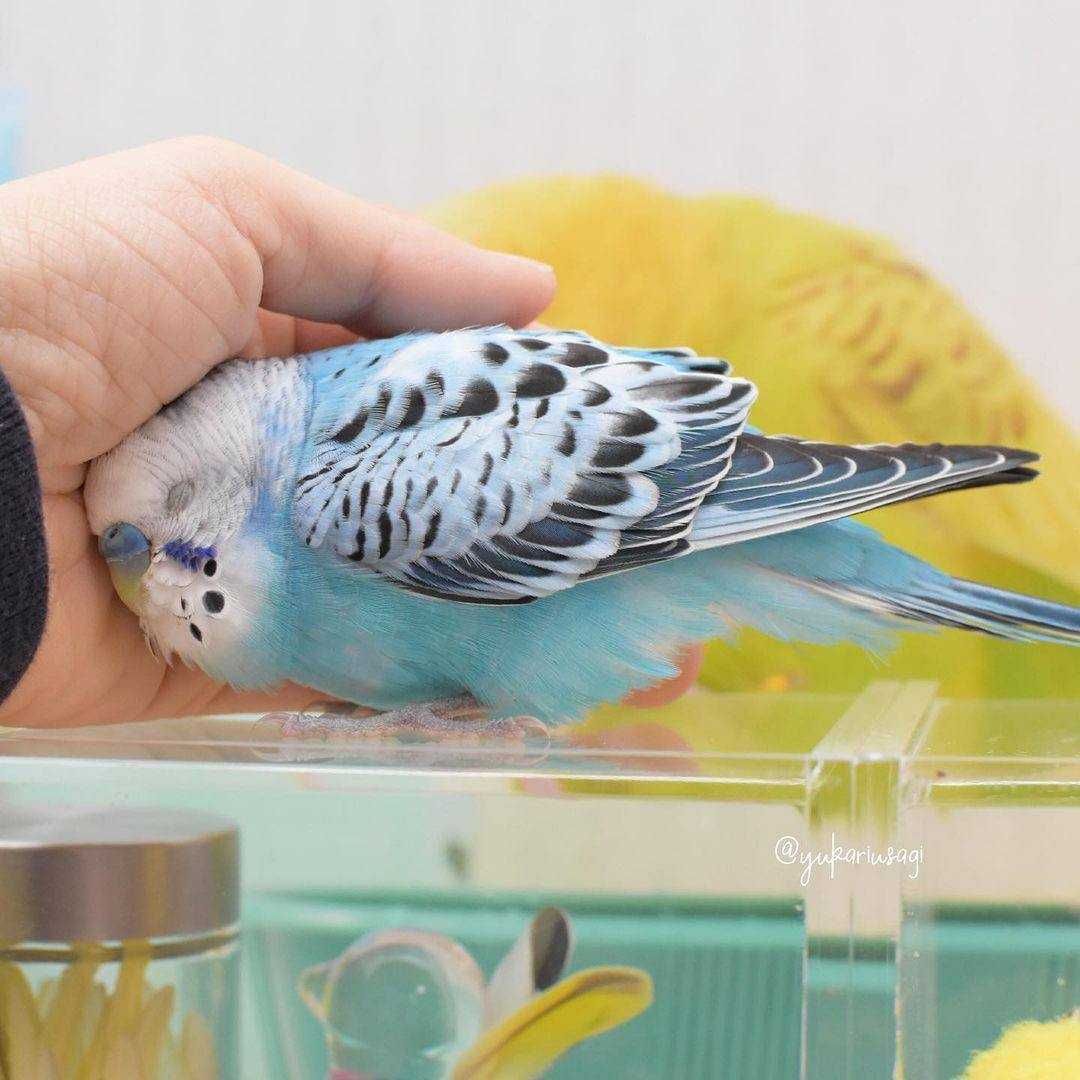 Домашние ручные птенчики волнистых попугаев