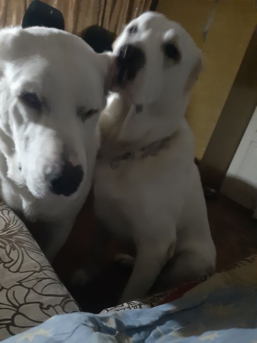 Тато Джоньо.Мама Стела.