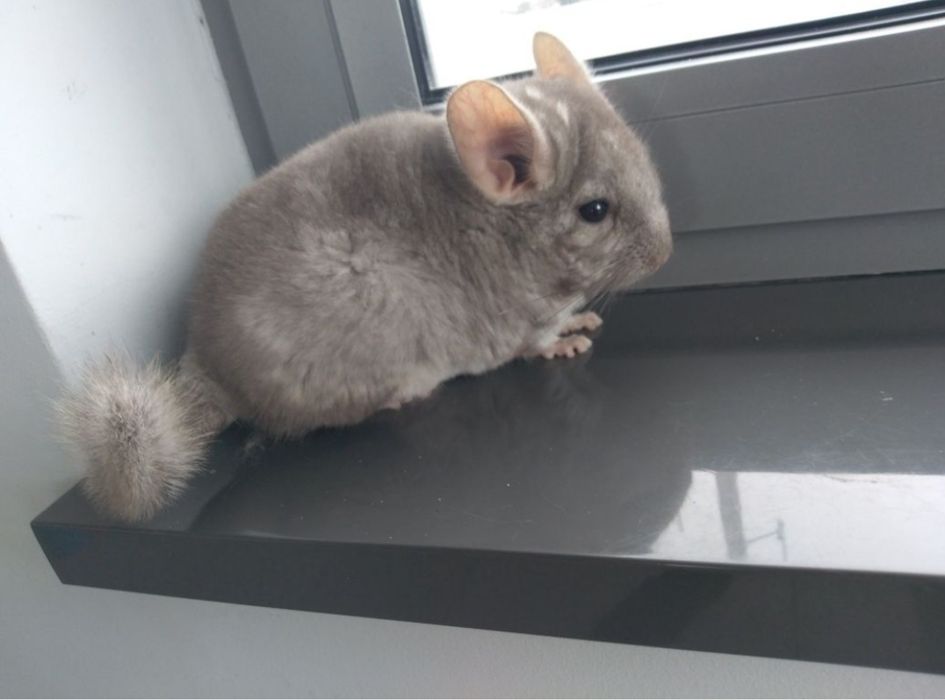 Szynszyla beżowa 4 miesiące