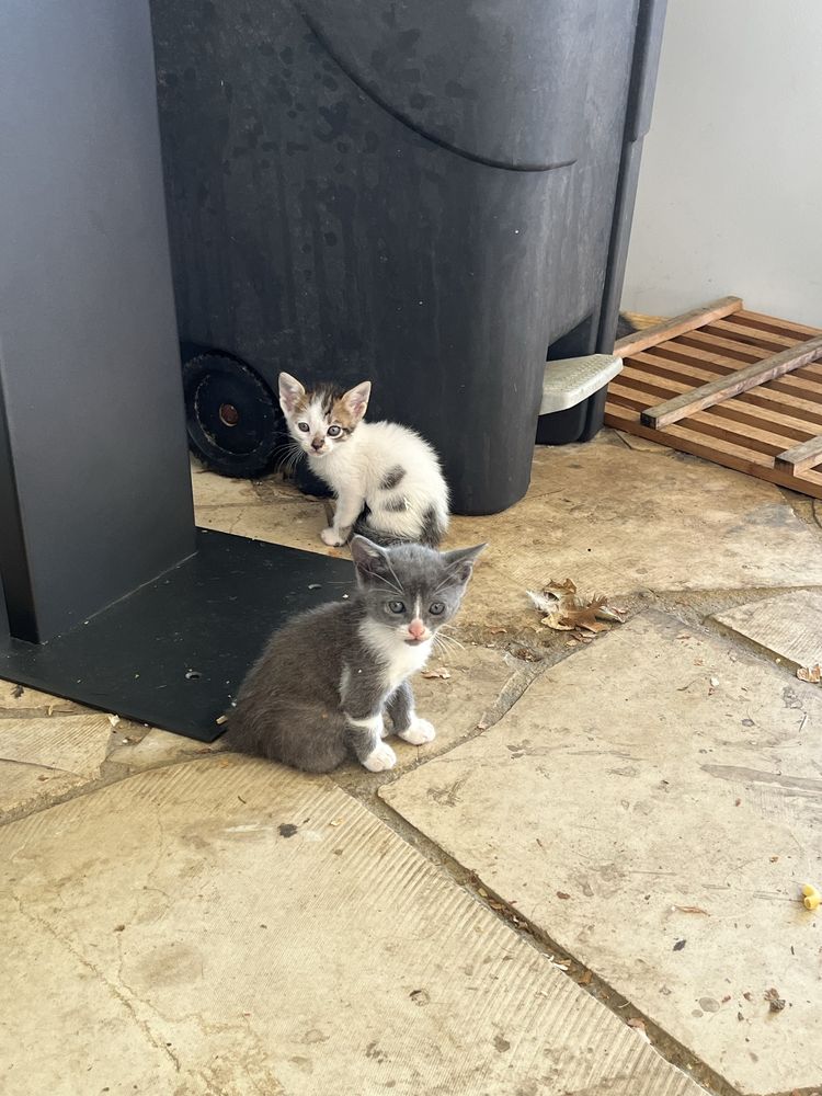 Gatinhos para dar