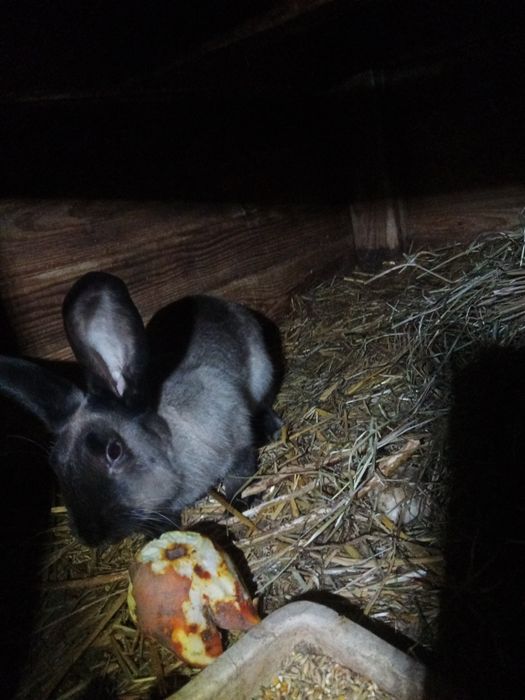 Indyczki, gęsi kaczki staropolskie króliki
