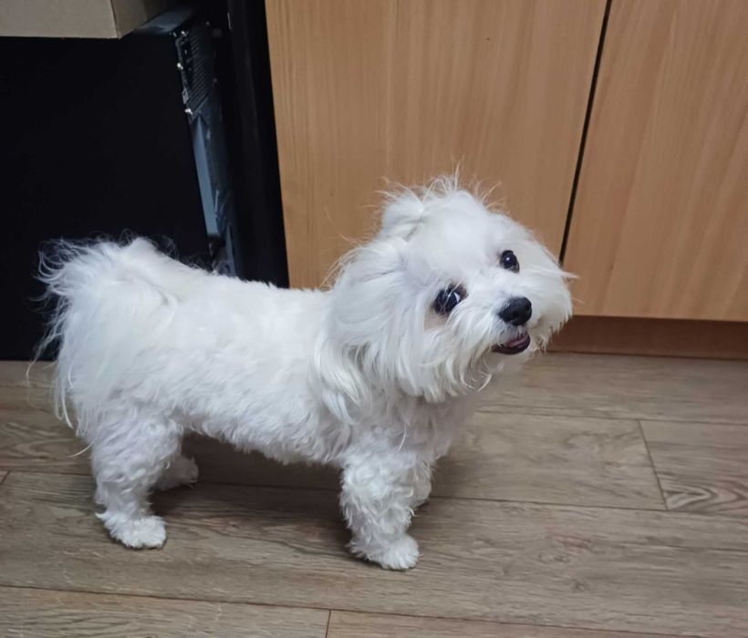 Хлопчик шукає дівчинку