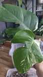 Monstera variegata szczyt ukorzeniony